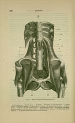 Fig. 97 - Psoas et iliaque et carré des lombes - Nouveaux éléments d'anatomie descriptive et d'embry [...]