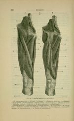 Fig. 98 - Muscles antérieurs de la cuisse - Nouveaux éléments d'anatomie descriptive et d'embryologi [...]