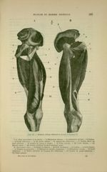 Fig. 99 - Muscles triceps fémoral et grand adducteur - Nouveaux éléments d'anatomie descriptive et d [...]