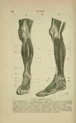 Fig. 103 - Muscles de la jambe - Nouveaux éléments d'anatomie descriptive et d'embryologie