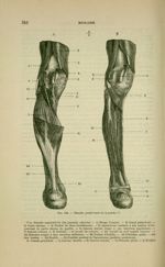 Fig. 104 - Muscles postérieurs de la jambe - Nouveaux éléments d'anatomie descriptive et d'embryolog [...]