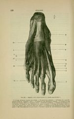 Fig. 105 - Muscles de la région plantaire ; couche superficielle - Nouveaux éléments d'anatomie desc [...]