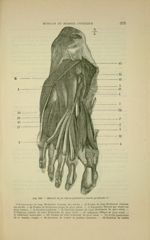 Fig. 106 - Muscles de la région plantaire ; couche profonde - Nouveaux éléments d'anatomie descripti [...]