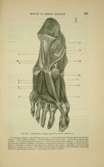 Fig. 107 - Muscles de la région plantaire ; couche profonde - Nouveaux éléments d'anatomie descripti [...]