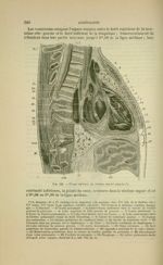 Fig. 112 - Coupe médiane du thorax, moitié gauche - Nouveaux éléments d'anatomie descriptive et d'em [...]