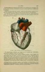 Fig. 113 - Face antérieure du coeur (d'après Bourgery) - Nouveaux éléments d'anatomie descriptive et [...]