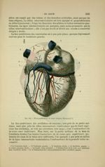 Fig. 114 - Face postérieure du coeur (d'après Bourgery) - Nouveaux éléments d'anatomie descriptive e [...]