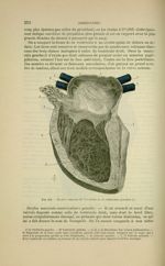 Fig. 116 - Surface interne de l'oreillette et du ventricule gauches - Nouveaux éléments d'anatomie d [...]