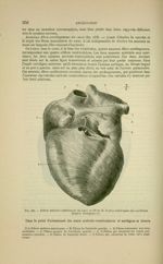Fig. 119 - Fibres unitives antérieures du coeur, et fibres de la face antérieure des oreillettes (d' [...]