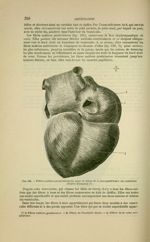 Fig. 121 - Fibres unitives postérieures du coeur et fibres de la face postérieure des oreillettes (d [...]