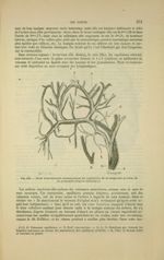 Fig. 124 - Nerfs vaso-moteurs accompagnant les capillaires de la muqueuse palatine de la grenouille  [...]