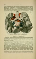 Fig. 126 - Coeur et gros vaisseaux (face postérieure) - Nouveaux éléments d'anatomie descriptive et  [...]