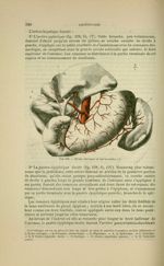 Fig. 128 - Tronc coeliaque et ses branches - Nouveaux éléments d'anatomie descriptive et d'embryolog [...]