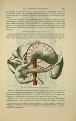 Fig. 129 - Tronc coeliaque et ses branches - Nouveaux éléments d'anatomie descriptive et d'embryolog [...]