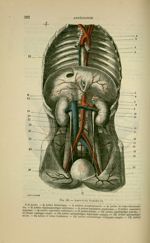 Fig. 130 - Aorte et ses branches - Nouveaux éléments d'anatomie descriptive et d'embryologie