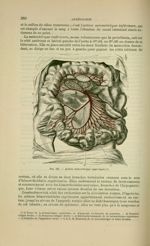 Fig. 131 - Artère mésentérique supérieure - Nouveaux éléments d'anatomie descriptive et d'embryologi [...]