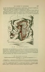 Fig. 132 - Artère mésentérique inférieure - Nouveaux éléments d'anatomie descriptive et d'embryologi [...]