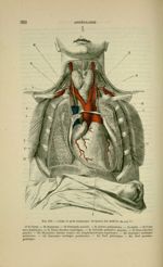 Fig. 133 - Coeur et gros vaisseaux. Origine des artères du cou - Nouveaux éléments d'anatomie descri [...]