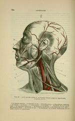 Fig. 135 - Artère carotide externe et ses branches (faciale, temporale superficielle, occipitale, et [...]