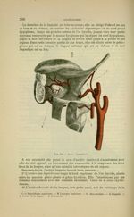 Fig. 136 - Artère linguale - Nouveaux éléments d'anatomie descriptive et d'embryologie