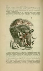 Fig. 137 - Artère maxillaire interne et ses branches - Nouveaux éléments d'anatomie descriptive et d [...]