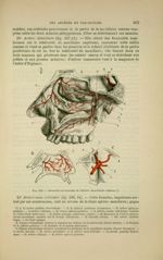 Fig. 138 - Branches terminales de l'artère maxillaire interne - Nouveaux éléments d'anatomie descrip [...]