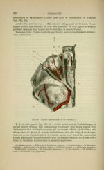 Fig. 139 - Artère ophtalmique et ses branches - Nouveaux éléments d'anatomie descriptive et d'embryo [...]
