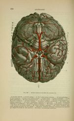Fig. 130 - Nerfs et artères de la base du cerveau - Nouveaux éléments d'anatomie descriptive et d'em [...]