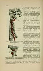 Fig. 141 - Artère vertébrale dans le canal des apophyses transverses/ Fig. 142 - Vertébrale au momen [...]