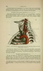 Fig. 144 - Artère mammaire interne du côté droit et artère intercostale supérieure du côté gauche (d [...]