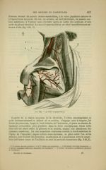 Fig. 145 - Artères scapulaires - Nouveaux éléments d'anatomie descriptive et d'embryologie
