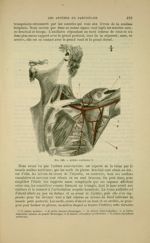 Fig. 146 - Artère axillaire - Nouveaux éléments d'anatomie descriptive et d'embryologie