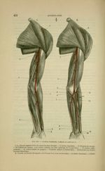 Fig. 147 - Artères humérale, radiale et cubitale - Nouveaux éléments d'anatomie descriptive et d'emb [...]