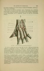 Fig. 148 - Artères dorsales au poignet (main gauche) - Nouveaux éléments d'anatomie descriptive et d [...]