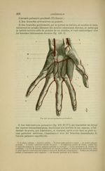 Fig. 149 - Arcade palmaire profonde - Nouveaux éléments d'anatomie descriptive et d'embryologie