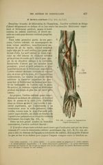 Fig. 150 - Artères de l'avant-bras (d'après Bourgery) - Nouveaux éléments d'anatomie descriptive et  [...]