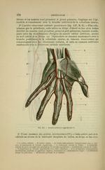 Fig. 151 - Arcade palmaire superficielle - Nouveaux éléments d'anatomie descriptive et d'embryologie