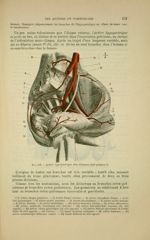 Fig. 152 - Artère hypogastrique chez l'homme (côté gauche) - Nouveaux éléments d'anatomie descriptiv [...]