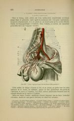 Fig. 153 - Artère hypogastrique chez la femme (côté gauche) - Nouveaux éléments d'anatomie descripti [...]