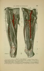 Fig. 155 - Artère fémorale - Nouveaux éléments d'anatomie descriptive et d'embryologie