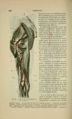 Fig. 156 - Artères de la face postérieure de la cuisse - Nouveaux éléments d'anatomie descriptive et [...]