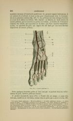 Fig. 157 - Artère pédieuse - Nouveaux éléments d'anatomie descriptive et d'embryologie