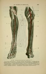 Fig. 158 - Artères tibiales antérieure et postérieure - Nouveaux éléments d'anatomie descriptive et  [...]