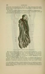 Fig. 159 - Artères plantaires (couche superficielle) - Nouveaux éléments d'anatomie descriptive et d [...]