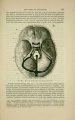 Fig. 163 - Sinus de la dure-mère (vus de haut en bas) - Nouveaux éléments d'anatomie descriptive et  [...]
