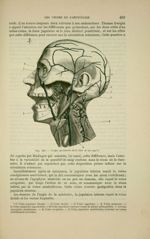 Fig. 165 - Veines profondes de la face et du cou - Nouveaux éléments d'anatomie descriptive et d'emb [...]