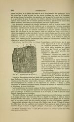 Fig. 166 - Lymphatiques de la peau - Nouveaux éléments d'anatomie descriptive et d'embryologie