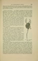 Fig. 168 - Ganglion lymphatique - Nouveaux éléments d'anatomie descriptive et d'embryologie