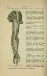 Fig. 170 - Lymphatiques du membre supérieur - Nouveaux éléments d'anatomie descriptive et d'embryolo [...]