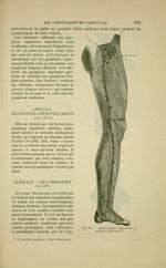 Fig. 171 - Lymphatiques superficiels du membre inférieur - Nouveaux éléments d'anatomie descriptive  [...]